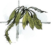 Иллюстрация к книге — Поллианна выросла [i_026.jpg]