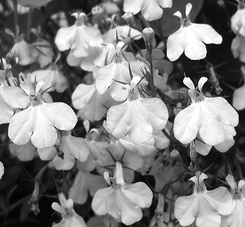 Иллюстрация к книге — Диабет. Полный курс лечения. Авторская методика [_02.jpg]