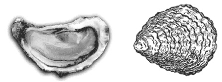 Иллюстрация к книге — Дары моря, исцеляющие организм [i_018.jpg]