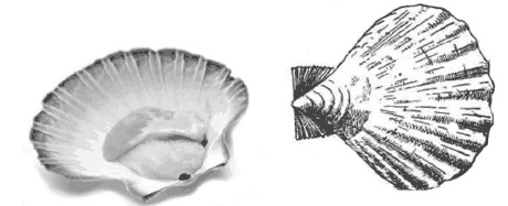 Иллюстрация к книге — Дары моря, исцеляющие организм [i_020.jpg]