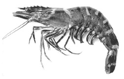 Иллюстрация к книге — Дары моря, исцеляющие организм [i_023.jpg]