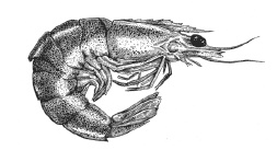 Иллюстрация к книге — Дары моря, исцеляющие организм [i_024.jpg]