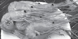 Иллюстрация к книге — Дары моря, исцеляющие организм [i_025.jpg]