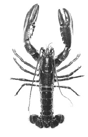 Иллюстрация к книге — Дары моря, исцеляющие организм [i_028.jpg]