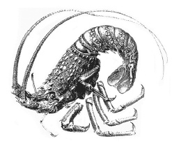 Иллюстрация к книге — Дары моря, исцеляющие организм [i_031.jpg]