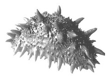 Иллюстрация к книге — Дары моря, исцеляющие организм [i_037.jpg]