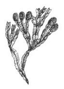 Иллюстрация к книге — Дары моря, исцеляющие организм [i_045.jpg]