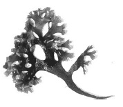 Иллюстрация к книге — Дары моря, исцеляющие организм [i_047.jpg]