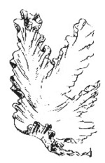 Иллюстрация к книге — Дары моря, исцеляющие организм [i_049.jpg]