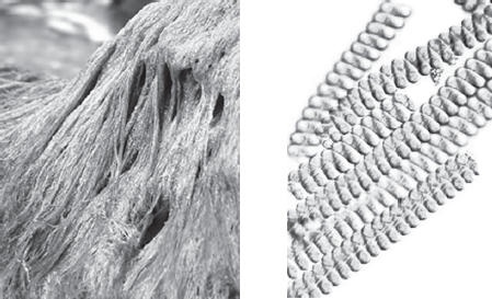 Иллюстрация к книге — Дары моря, исцеляющие организм [i_051.jpg]