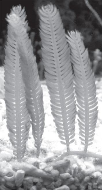 Иллюстрация к книге — Водоросли. Исцели свою болезнь! Природная кладовая витаминов и биологически активных веществ [i_001.jpg]