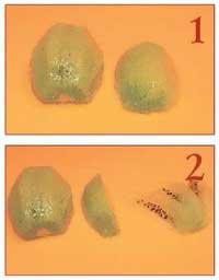 Иллюстрация к книге — Секреты украшения блюд праздничного стола [Autogen_eBook_id213.jpg]