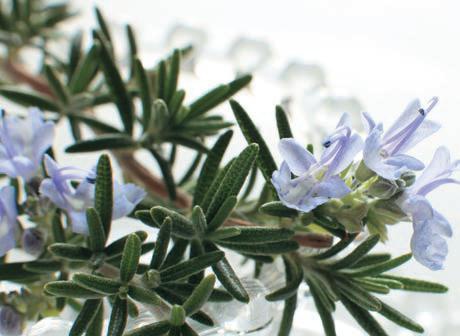 Иллюстрация к книге — Консервирование. 60 рецептов, которые вы еще не знаете [Autogen_eBook_id101.jpg]