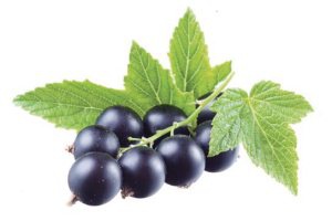 Иллюстрация к книге — Консервирование. 60 рецептов, которые вы еще не знаете [Autogen_eBook_id112.jpg]