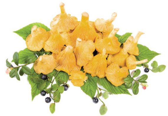 Иллюстрация к книге — Консервирование. 60 рецептов, которые вы еще не знаете [Autogen_eBook_id117.jpg]