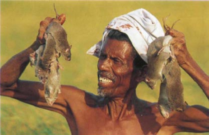 Иллюстрация к книге — Экстремальная кухня. Причудливые и удивительные блюда, которые едят люди [i_004.jpg]