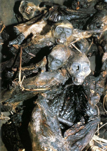 Иллюстрация к книге — Экстремальная кухня. Причудливые и удивительные блюда, которые едят люди [i_010.jpg]