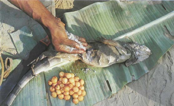 Иллюстрация к книге — Экстремальная кухня. Причудливые и удивительные блюда, которые едят люди [i_018.jpg]