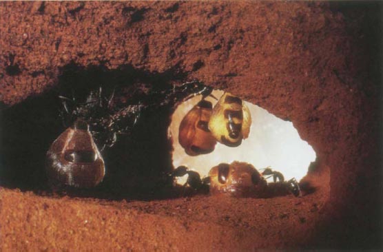 Иллюстрация к книге — Экстремальная кухня. Причудливые и удивительные блюда, которые едят люди [i_031.jpg]