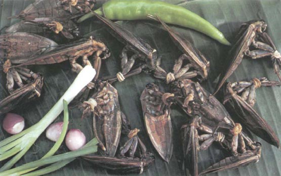 Иллюстрация к книге — Экстремальная кухня. Причудливые и удивительные блюда, которые едят люди [i_034.jpg]