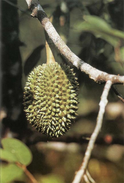 Иллюстрация к книге — Экстремальная кухня. Причудливые и удивительные блюда, которые едят люди [i_044.jpg]