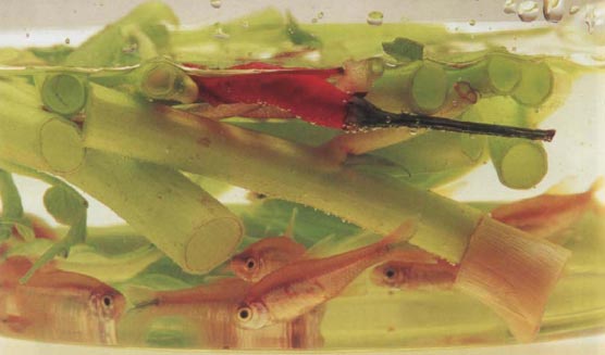 Иллюстрация к книге — Экстремальная кухня. Причудливые и удивительные блюда, которые едят люди [i_046.jpg]