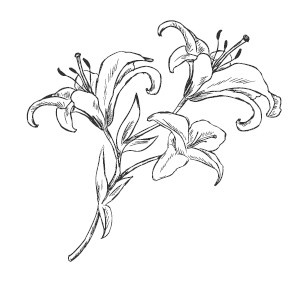 Иллюстрация к книге — Все бабы как бабы, а я - дура на миллион [i_062.jpg]