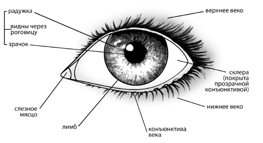 Иллюстрация к книге — Болезни глаз [i_001.jpg]