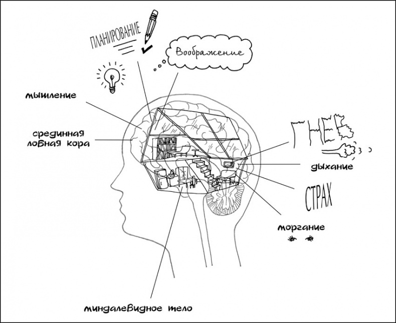 Иллюстрация к книге — Воспитание с умом. 12 революционных стратегий всестороннего развития мозга вашего ребенка [_074.jpg]