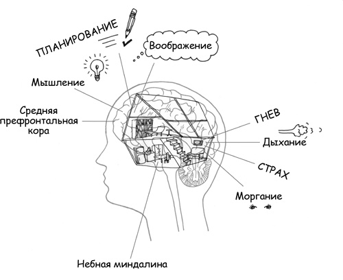 Иллюстрация к книге — Дисциплина без драм. Как помочь ребенку воспитать характер [i_018.jpg]