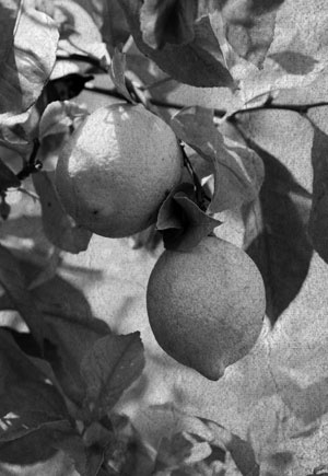 Иллюстрация к книге — Советское домоводство [i_011.jpg]