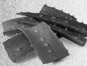 Иллюстрация к книге — Советское домоводство [i_057.jpg]