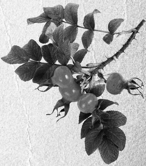 Иллюстрация к книге — Советское домоводство [i_066.jpg]