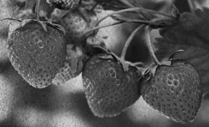 Иллюстрация к книге — Советское домоводство [i_068.jpg]