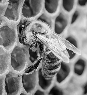 Иллюстрация к книге — Советское домоводство [i_082.jpg]