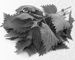 Иллюстрация к книге — Советское домоводство [i_140.jpg]