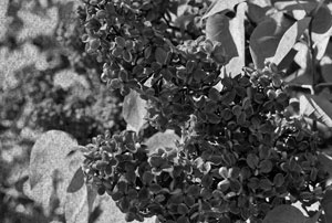 Иллюстрация к книге — Советское домоводство [i_144.jpg]