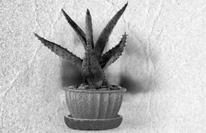 Иллюстрация к книге — Советское домоводство [i_166.jpg]