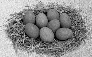 Иллюстрация к книге — Советское домоводство [i_178.jpg]