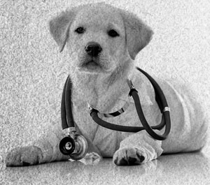 Иллюстрация к книге — Советское домоводство [i_224.jpg]