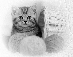 Иллюстрация к книге — Советское домоводство [i_227.jpg]