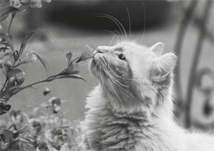 Иллюстрация к книге — Советское домоводство [i_229.jpg]