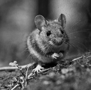 Иллюстрация к книге — Советское домоводство [i_235.jpg]