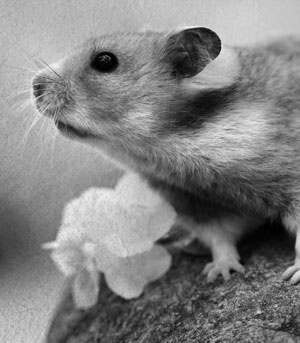 Иллюстрация к книге — Советское домоводство [i_237.jpg]