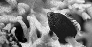 Иллюстрация к книге — Советское домоводство [i_239.jpg]