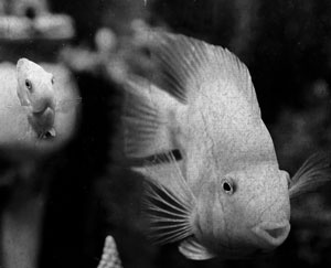 Иллюстрация к книге — Советское домоводство [i_240.jpg]