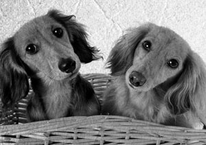 Иллюстрация к книге — Советское домоводство [i_241.jpg]