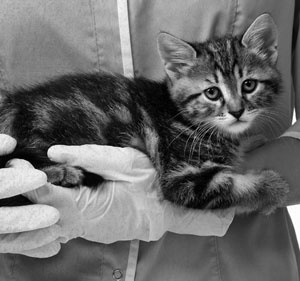 Иллюстрация к книге — Советское домоводство [i_242.jpg]