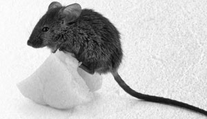 Иллюстрация к книге — Советское домоводство [i_289.jpg]