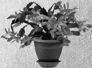 Иллюстрация к книге — Советское домоводство [i_291.jpg]